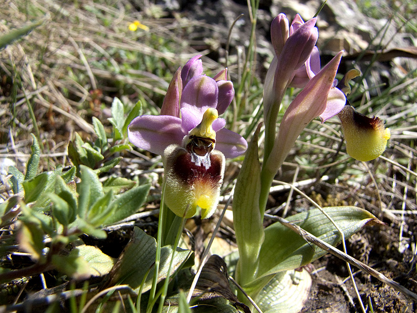 Orchidee Alta Murgia